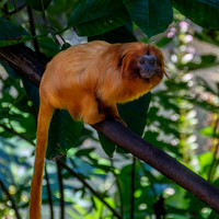 Golden lion tamarin