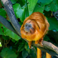 Golden lion tamarin