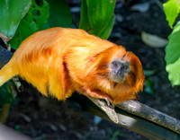 Golden lion tamarin