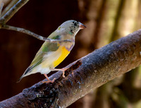 Gouldian finch