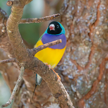 Gouldian finch