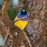 Gouldian finch