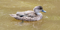Grey teal