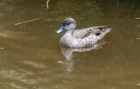 Grey teal