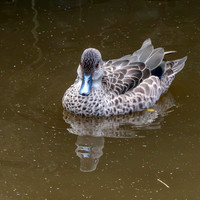 Grey teal