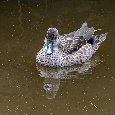 Grey teal