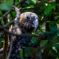 Kaka