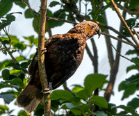 Kaka