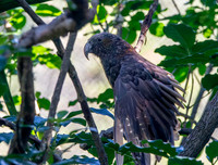 Kaka
