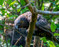 Kaka