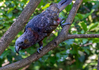 Kaka