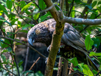 Kaka