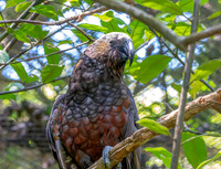 Kaka