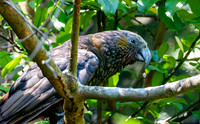 Kaka
