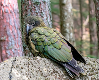 Kaka