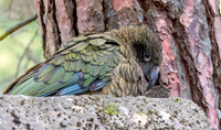 Kaka