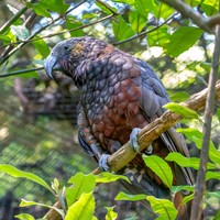 Kaka
