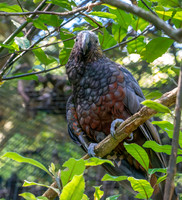 Kaka