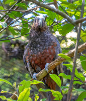 Kaka