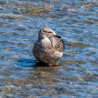 Kelp gull, immature