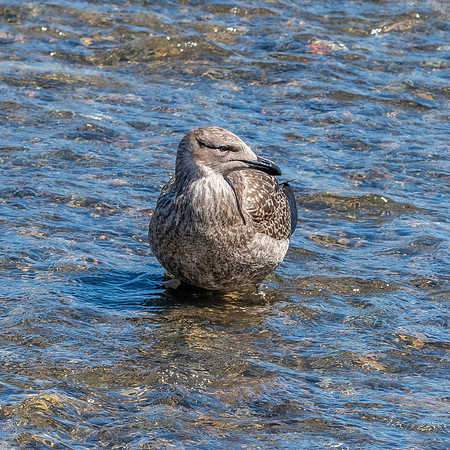 Kelp gull, immature