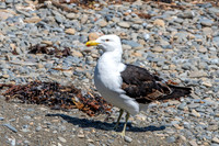 Kelp gull