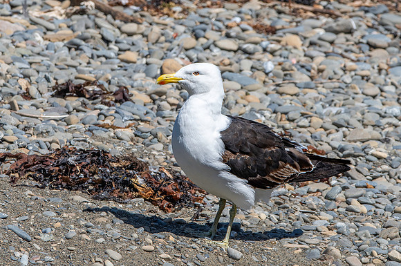 Kelp gull