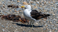 Kelp gull