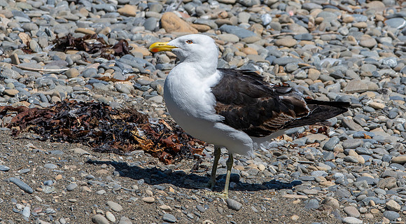Kelp gull