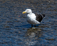 Kelp gull
