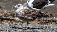 Kelp gull, immature