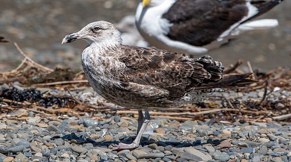 Kelp gull, immature