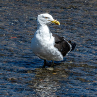 Kelp gull