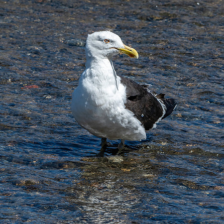 Kelp gull