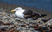 Kelp gull