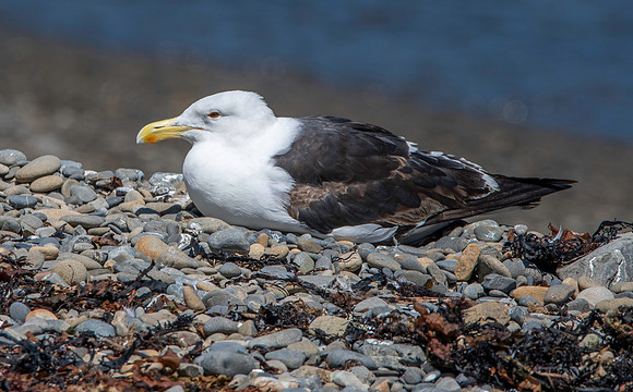 Kelp gull