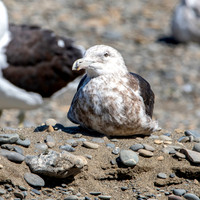 Kelp gull, immature