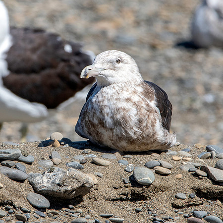Kelp gull, immature