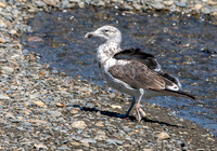 Kelp gull, immature
