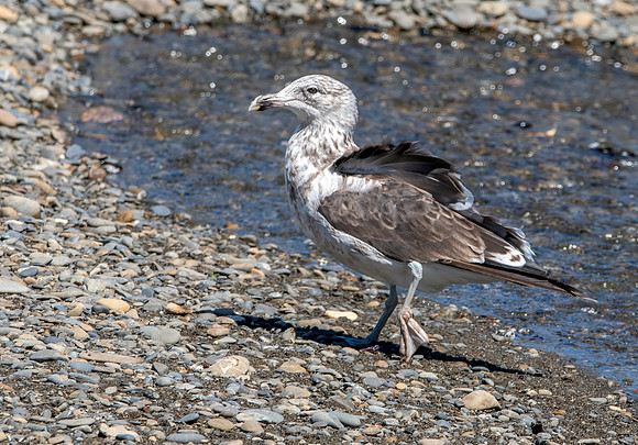 Kelp gull, immature