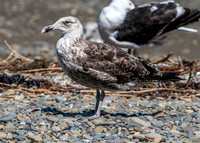 Kelp gull, immature