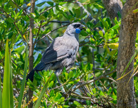 Kokako