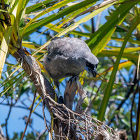 Kokako
