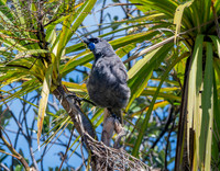 Kokako