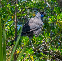 Kokako