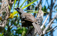 Kokako