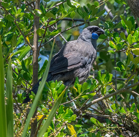 Kokako