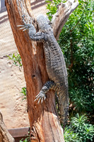 Lace monitor