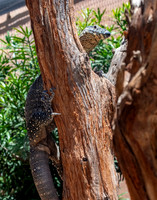 Lace monitor