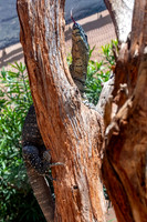 Lace monitor